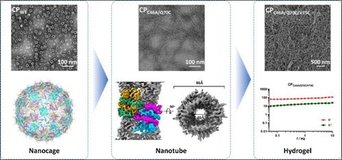 武漢病毒所等團隊在病毒衣殼蛋白組裝操控及免疫效應研究中取得重大突破 推動納米材料研發新方向